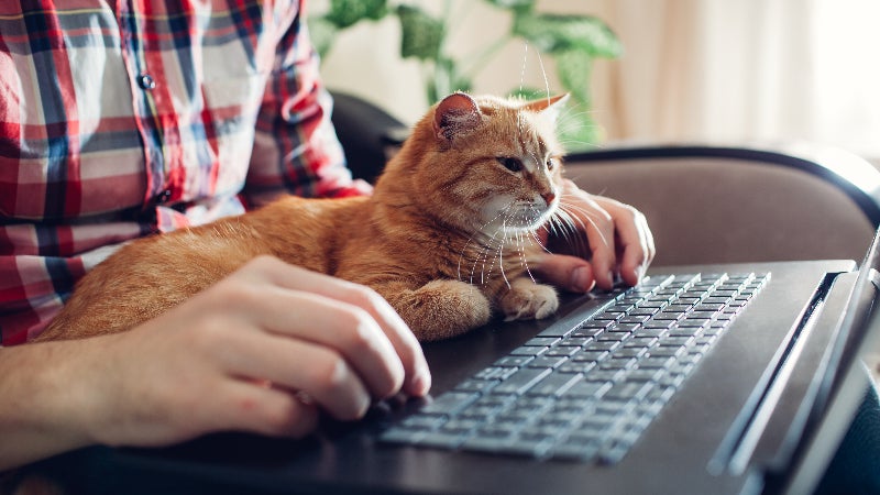 A man researches online.